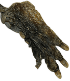 Crocodile Feet Dog Treats by Ground Floor Dog Treats