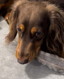 Milo eating Shark Tails Dog Treats from GroundFloor Dog Treats