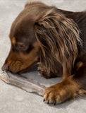milo eating Shark Tails Dog Treats