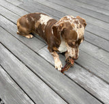 Dachshund enjoying Kangaroo Knee Tendon at Ground Floor Dog Treats