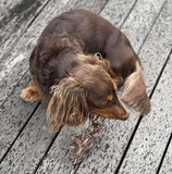 Milo eating Australian Kangaroo Sternum Dog Treats
