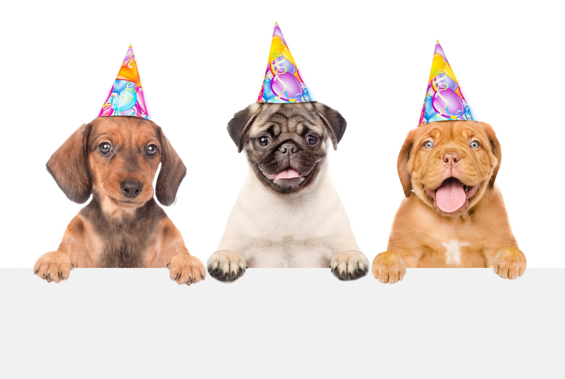 Yours Pups Birthday with Ground Floor Dog Treats