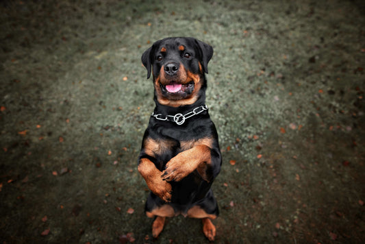 What Are the Best Treats for Dogs: A happy Rottweiler standing with a playful expression.