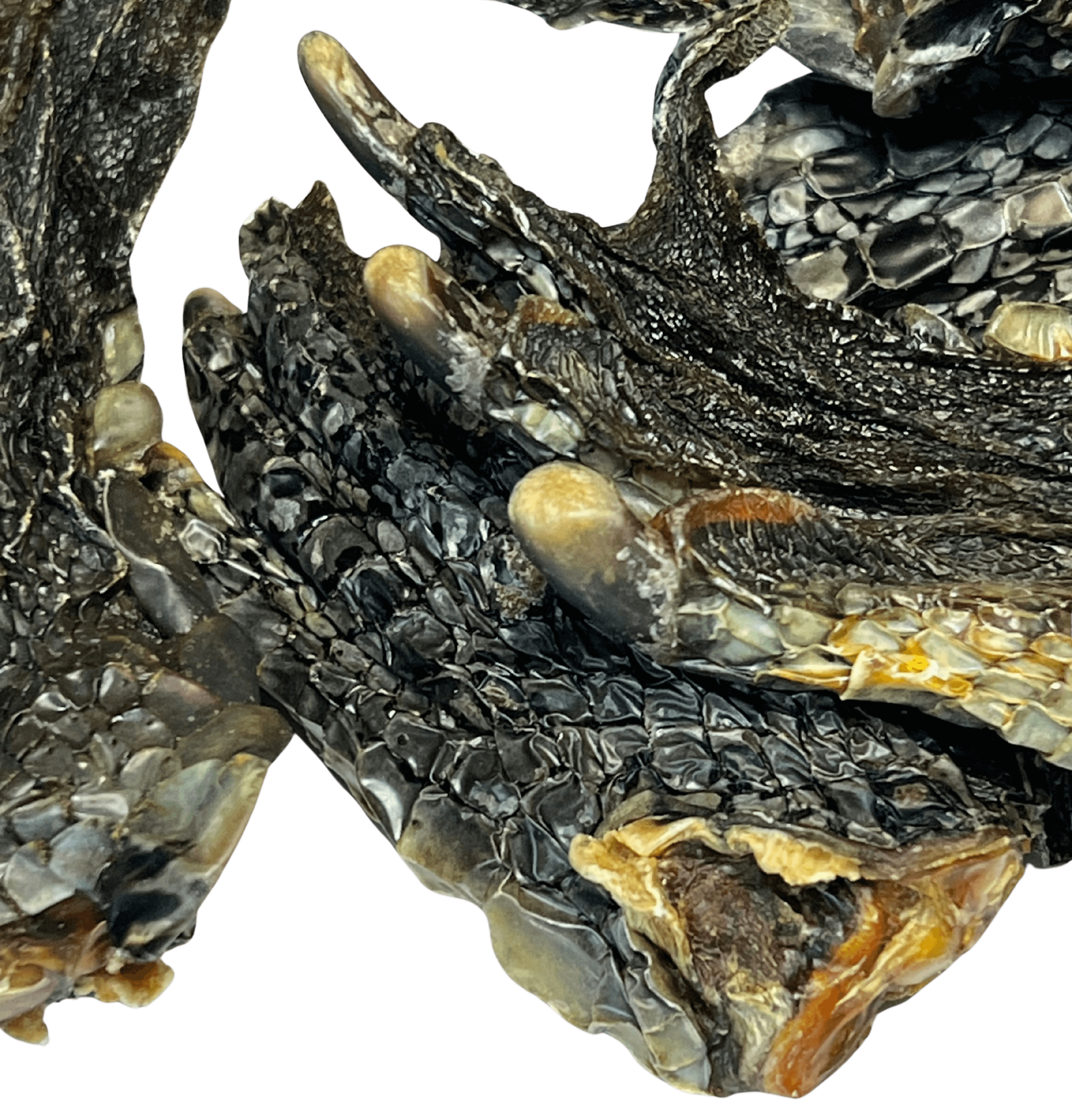 Crocodile Feet Dog Treats by Ground Floor Dog Treats