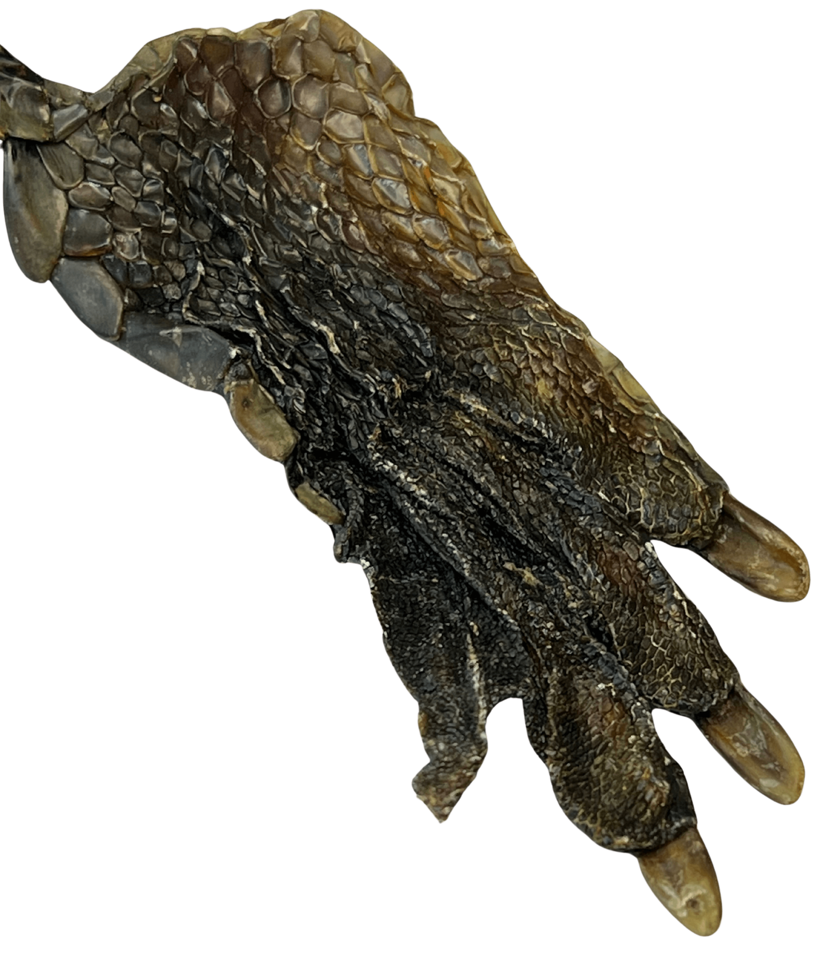 Crocodile Feet Dog Treats by Ground Floor Dog Treats