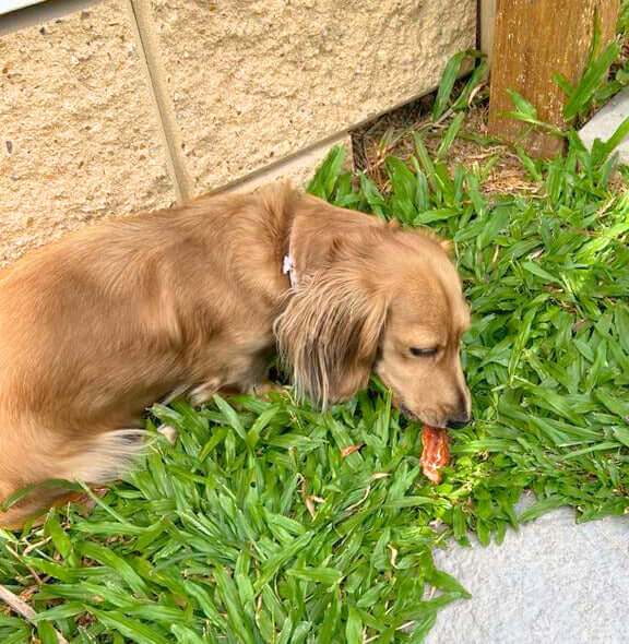 Pup enjoying Chicken Tenderloin Dog Treats