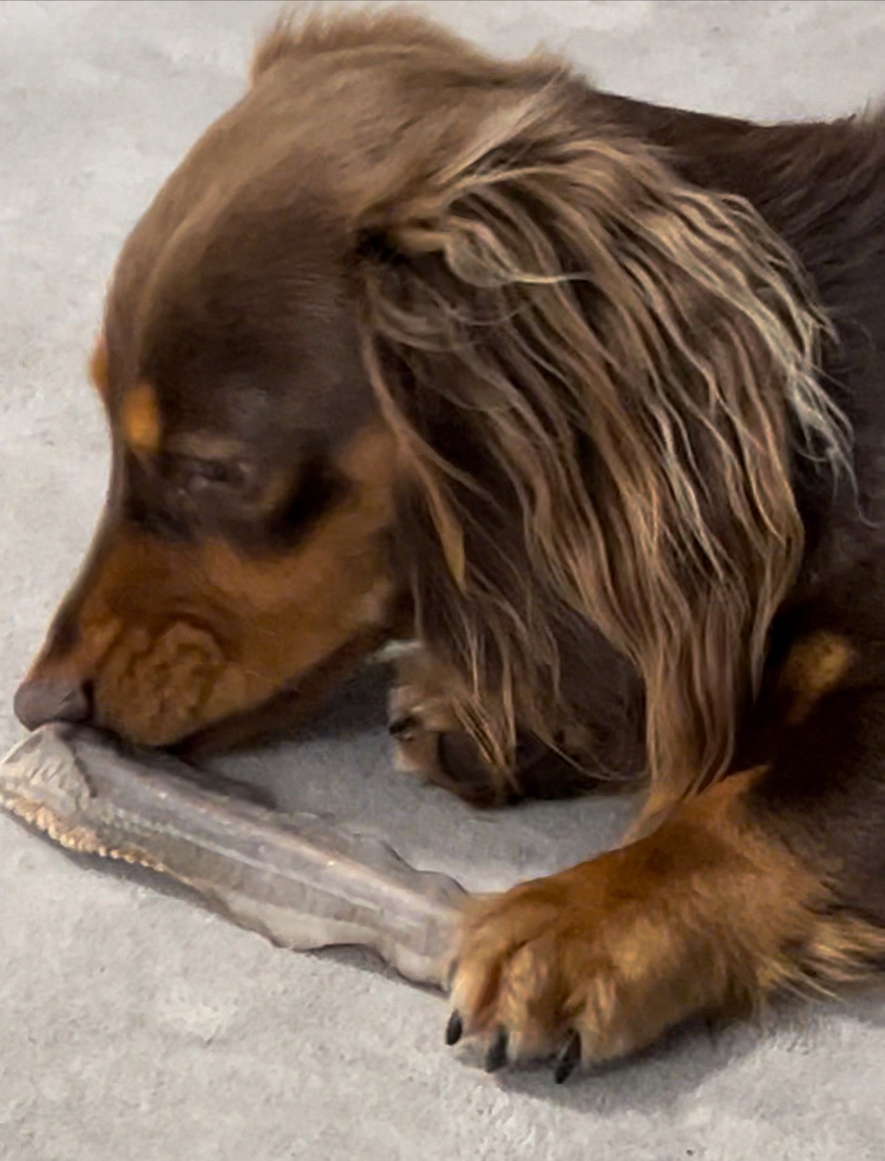 milo eating Shark Tails Dog Treats 