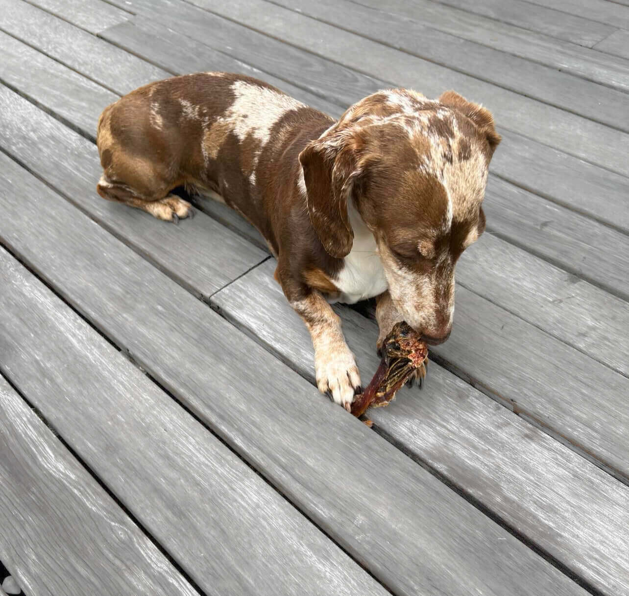 Dachshund enjoying Kangaroo Knee Tendon at Ground Floor Dog Treats