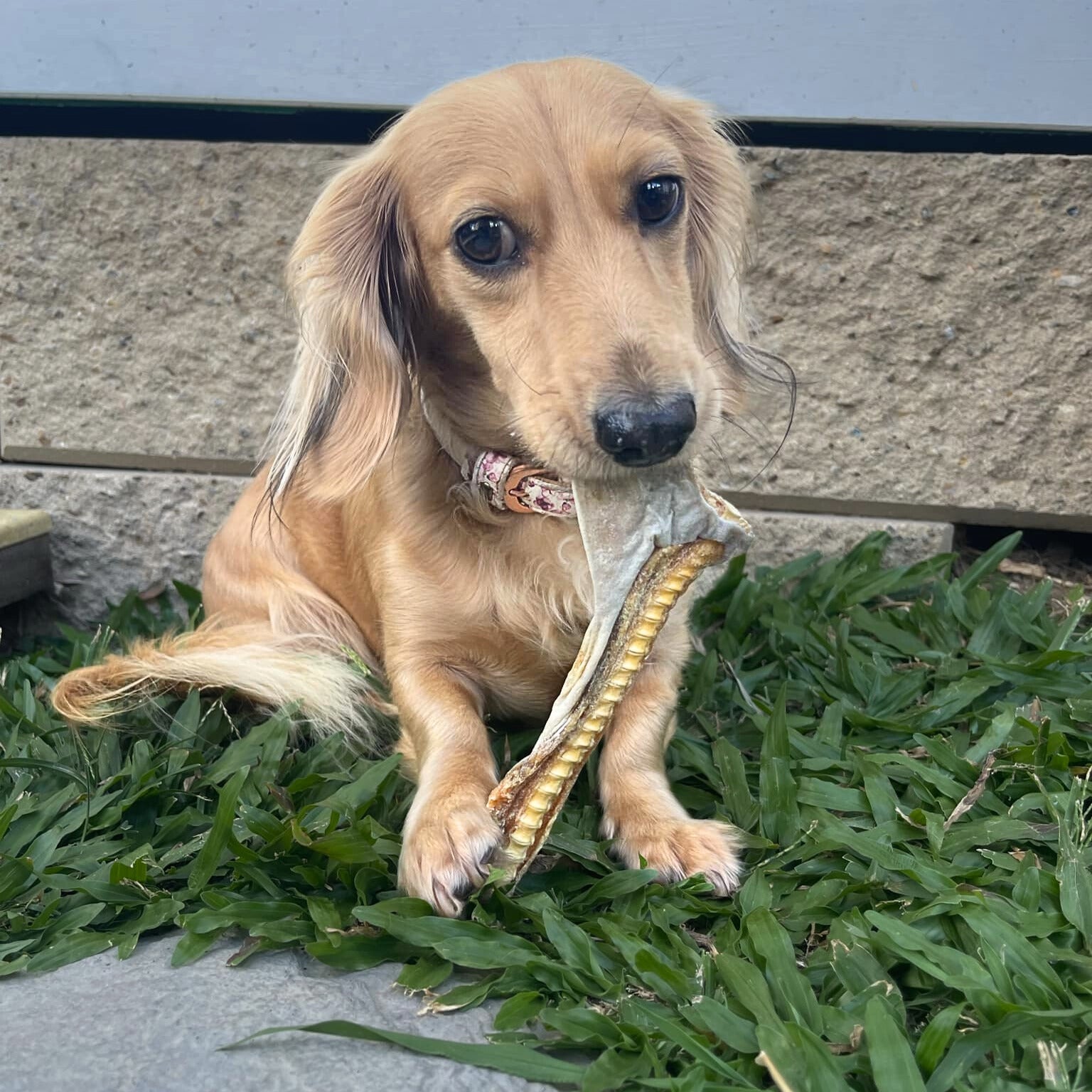 Dachshund enjoying Shark Cartilage Tails Dog Treats at Ground Floor Dog Treats