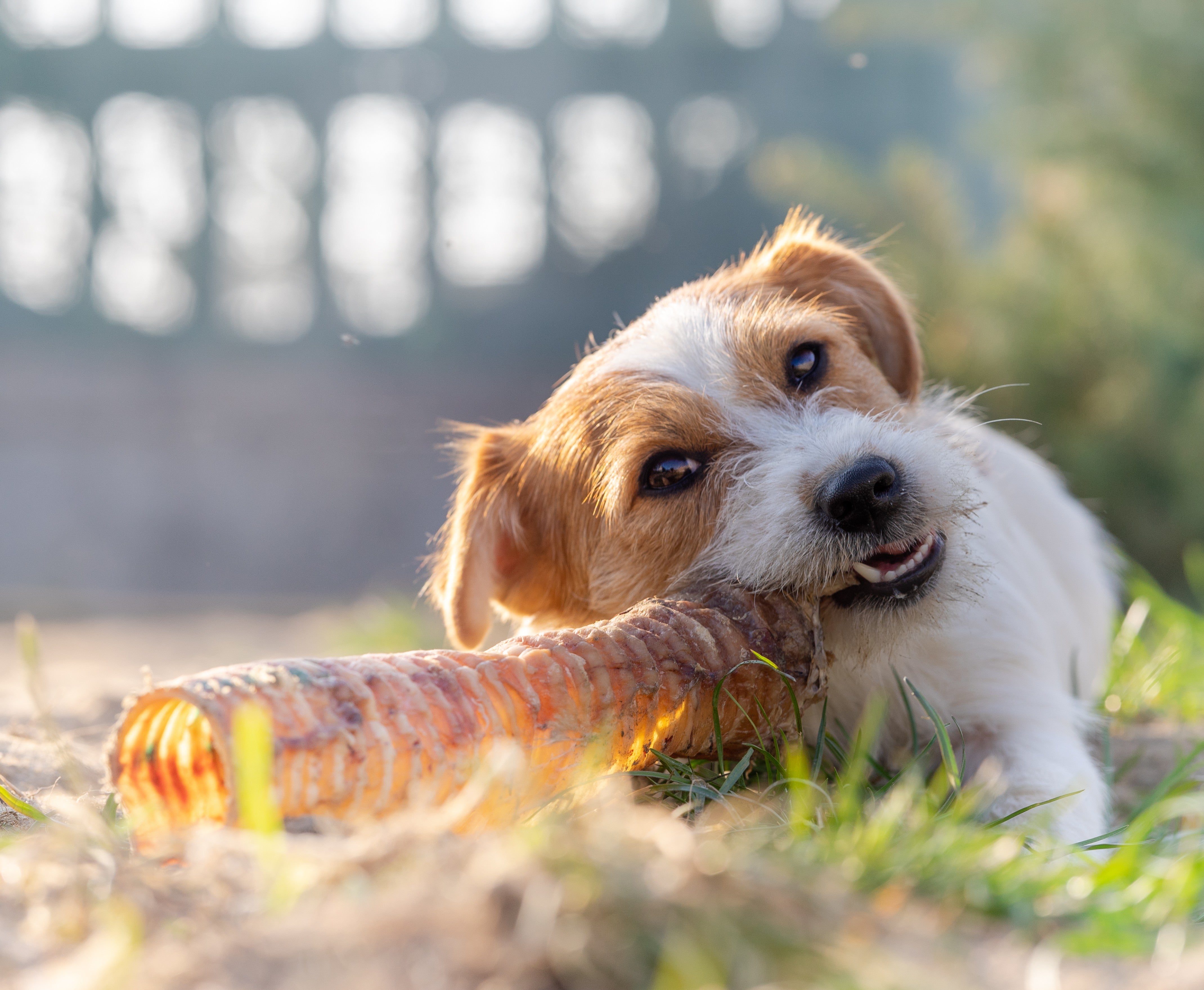 Jack_Russell_eating_Moo_tube at Ground Floor Dog Treats