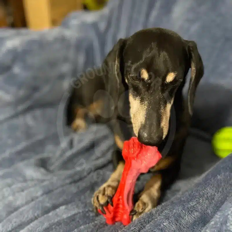 Natural Rubber Dog Chew Bone medium @ Ground Floor Dog Treats with Coco