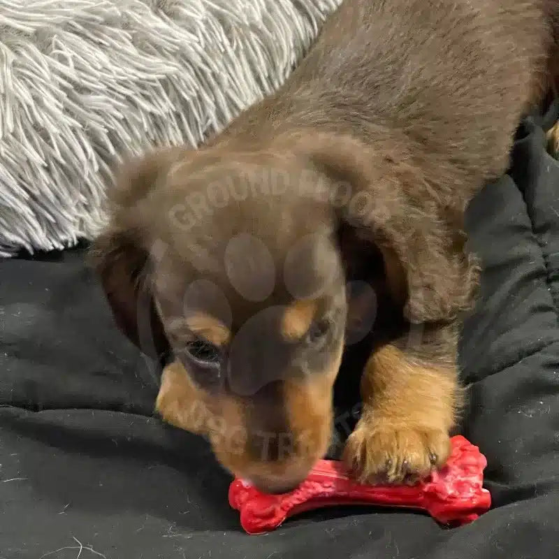 Natural Rubber Dog Chew Bone small @ Ground Floor Dog Treats with Milo