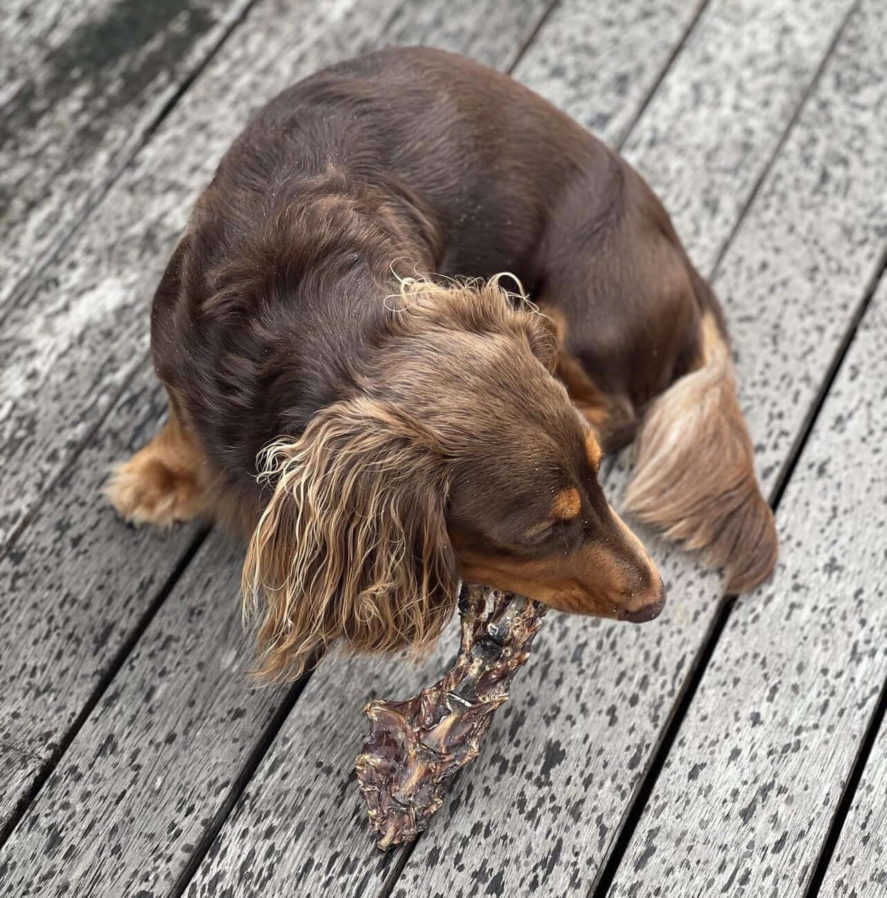 Milo eating Australian Kangaroo Sternum Dog Treats