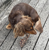 Kangaroo Sternum Dog Treats